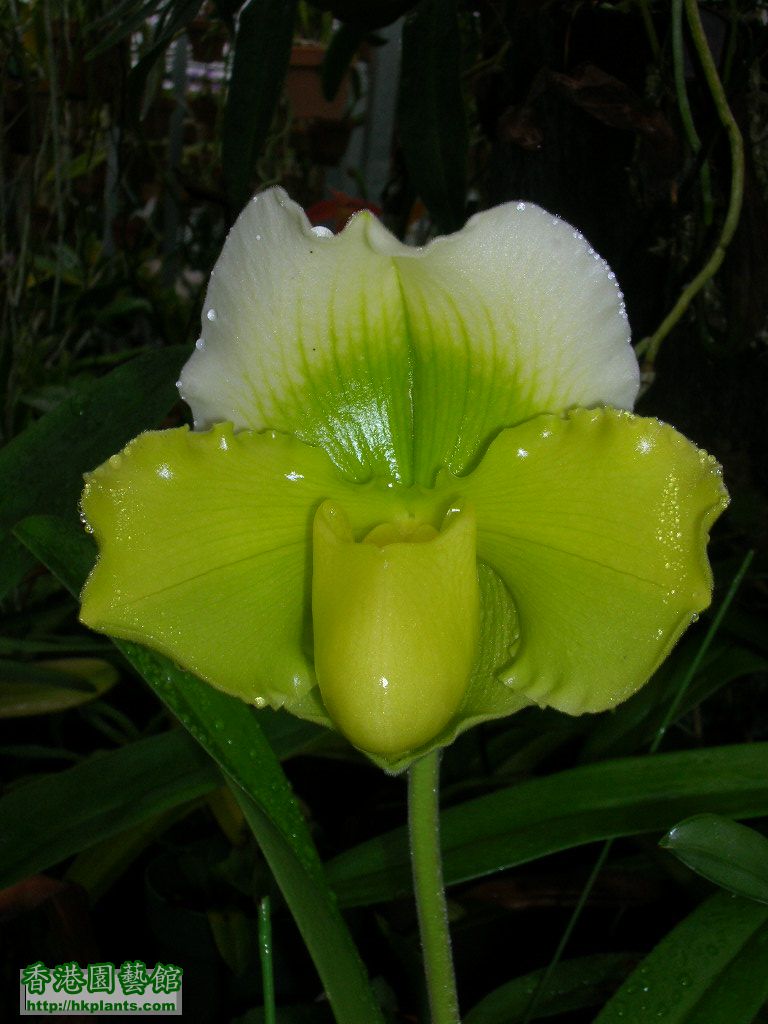 Paph.Ozark-1.JPG