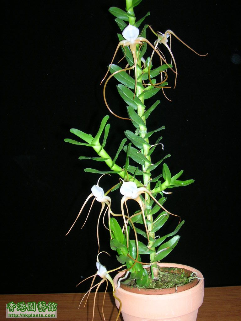 Angcm.ramosum-1.JPG