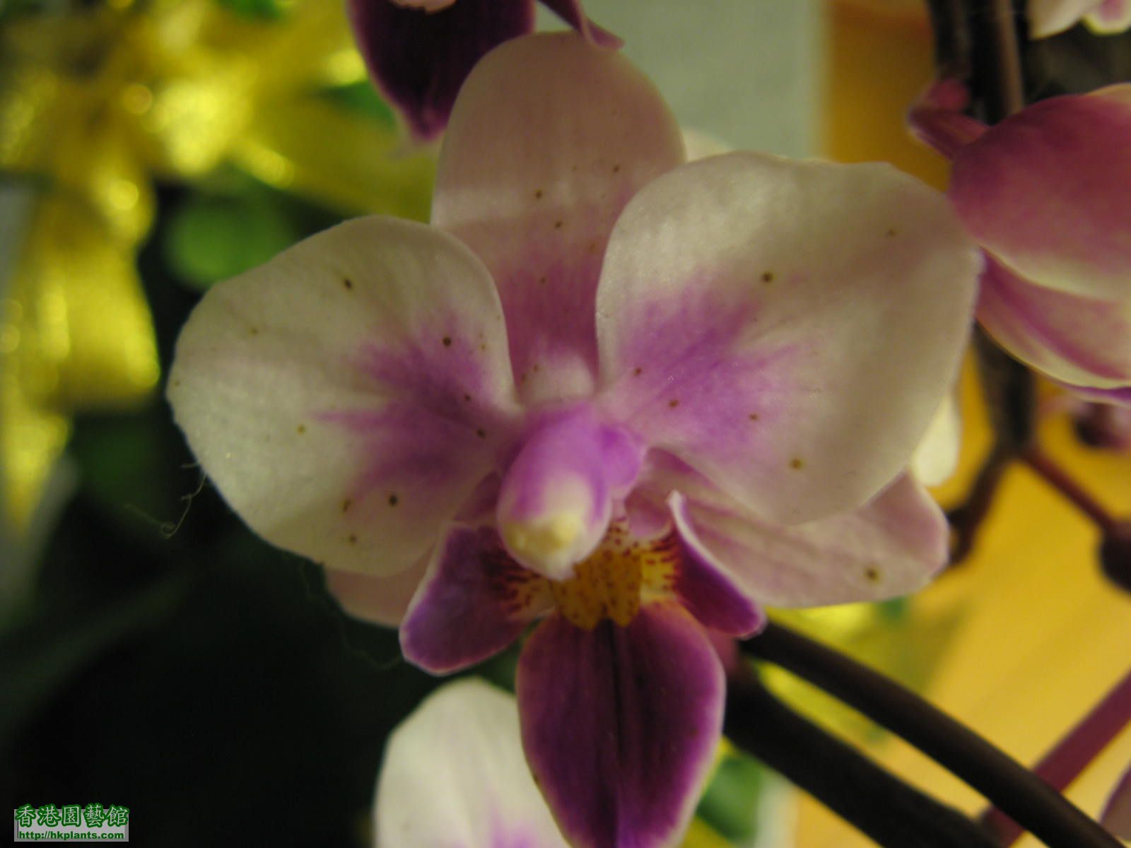 Orchid 034.jpg