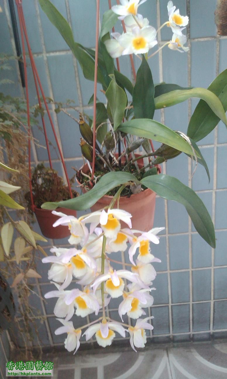 orchid  .JPG