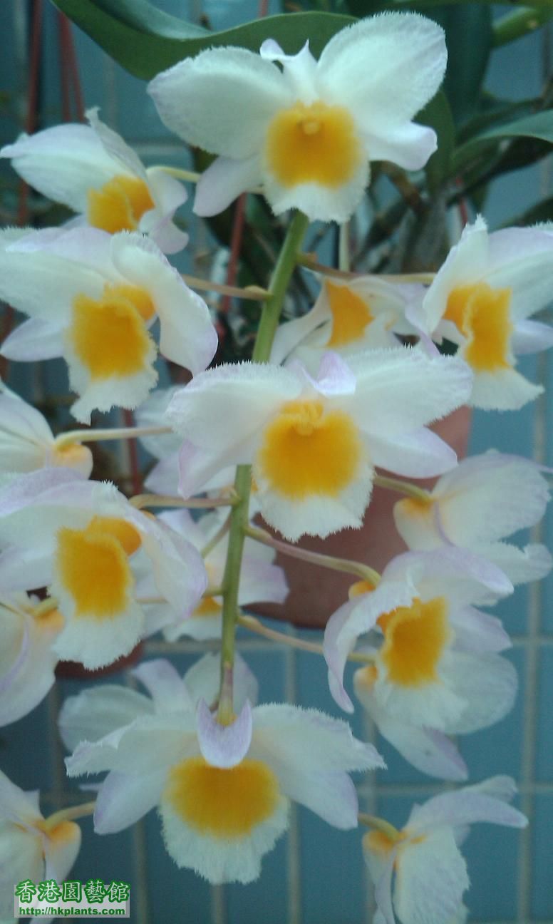 orchid .JPG