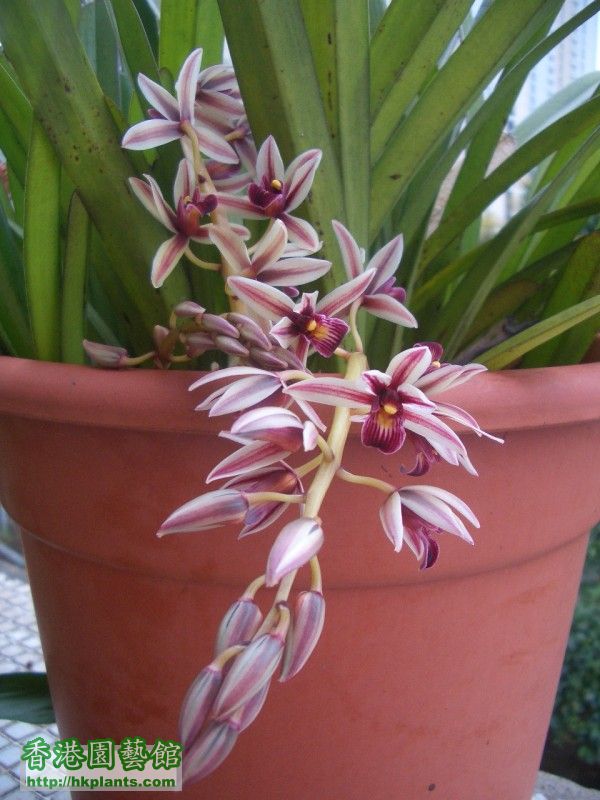 Orchid20100403-1(S).JPG