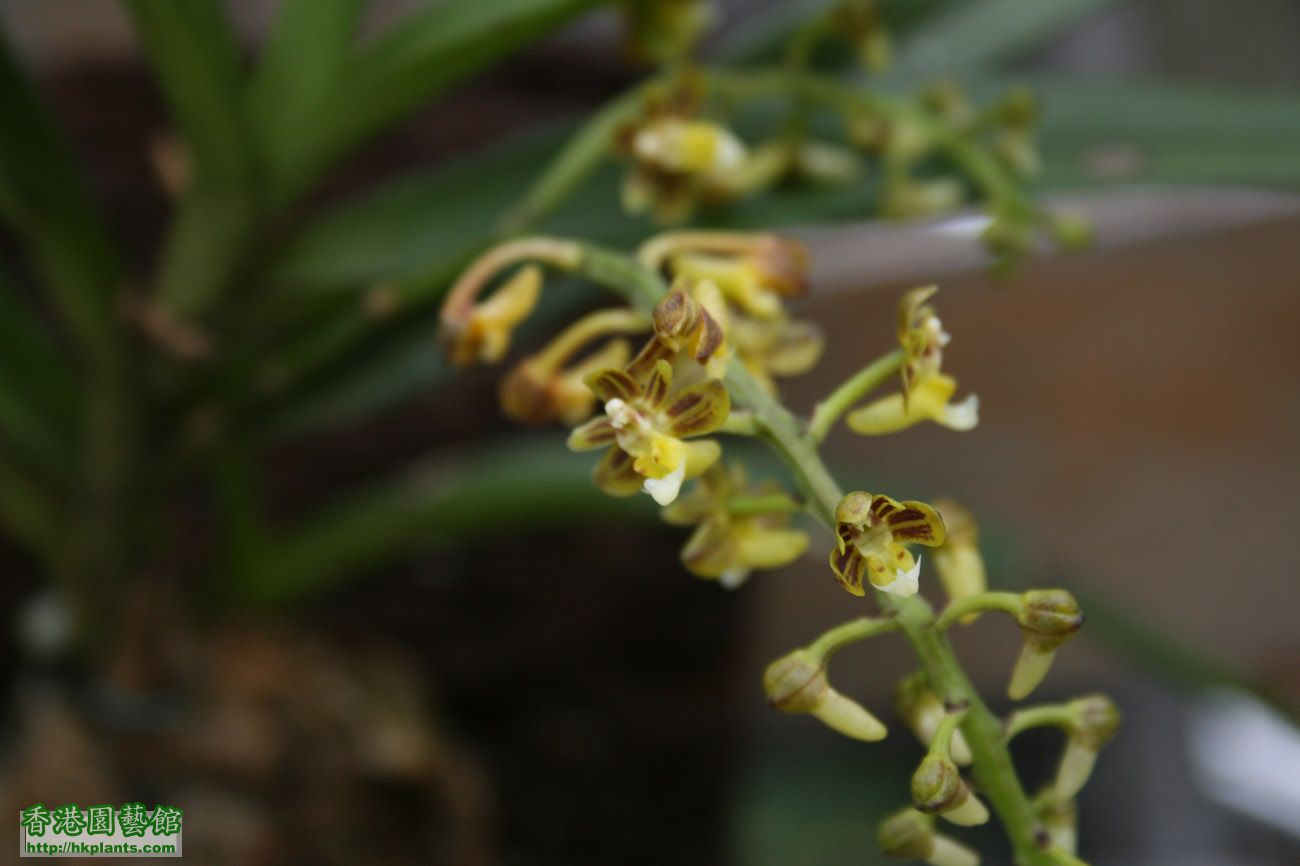 orchid name.jpg