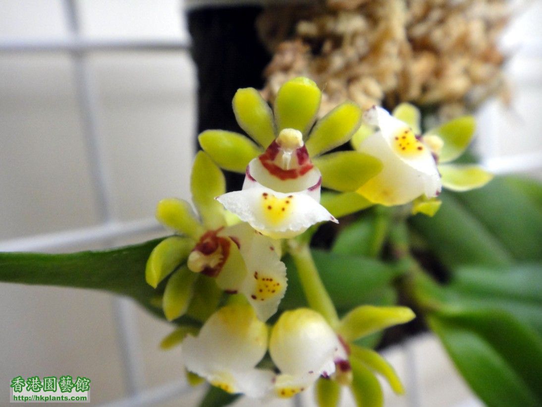 Gastrochilus japonicus-a.jpg