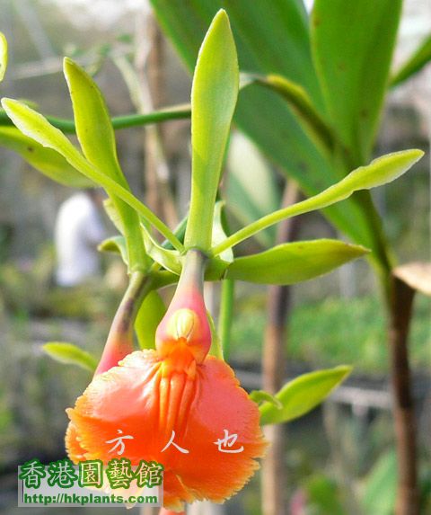 epi_pseudepidendrum_orange.jpg