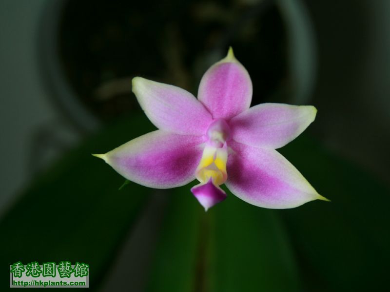 Phal. violacea (Mentawai type)