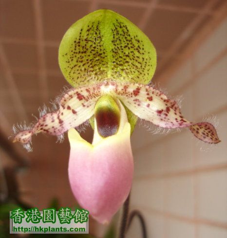 Paph.glaucophyllum (1).JPG