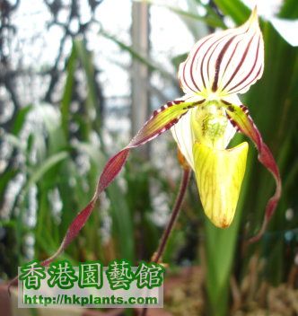 Paph.philipinense (2).jpg