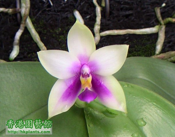 Phalaenopsis bellina20070716-c.jpg