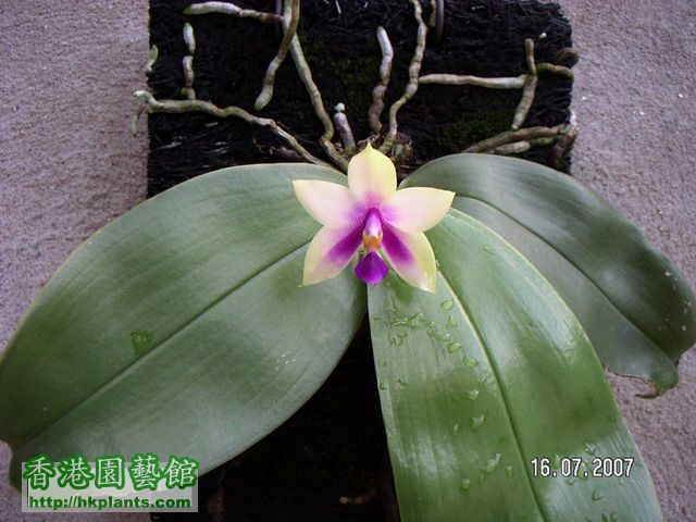 Phalaenopsis bellina_resize.JPG