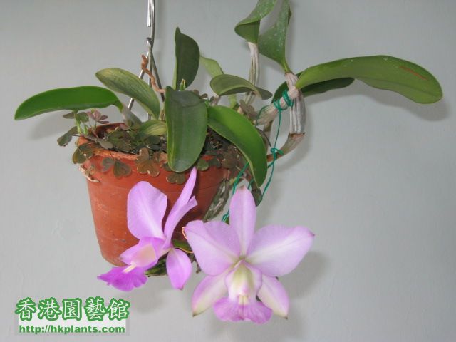 c.walkeriana"Tokyo1  x  alba