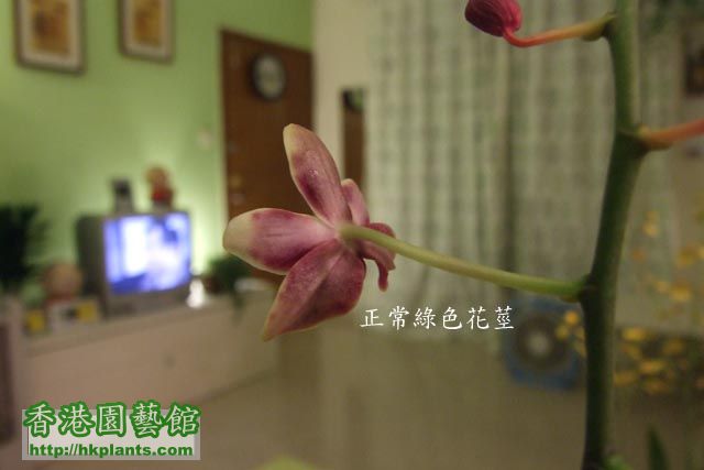 moth orchid 1.jpg