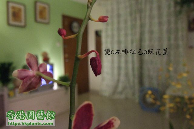 moth orchid 2.jpg