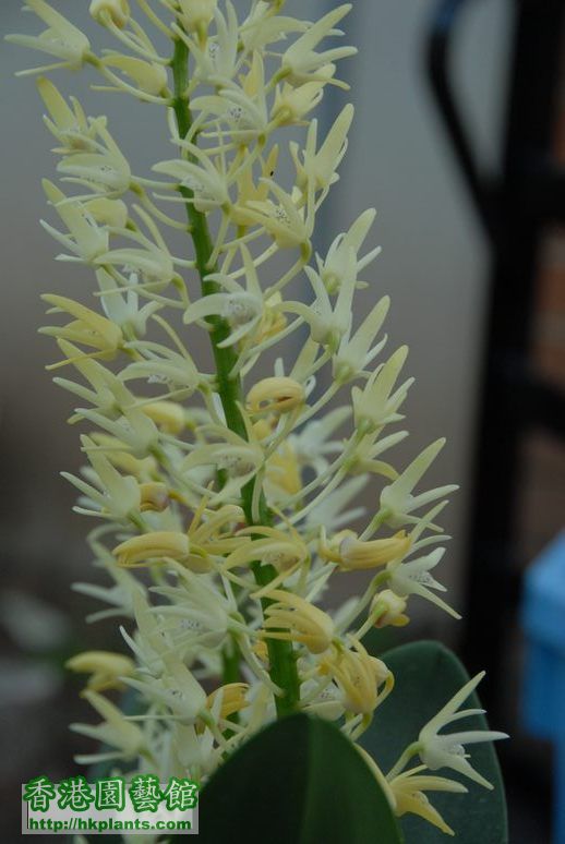 Thelychiton speciosus flowering 02.09.07 021.jpg