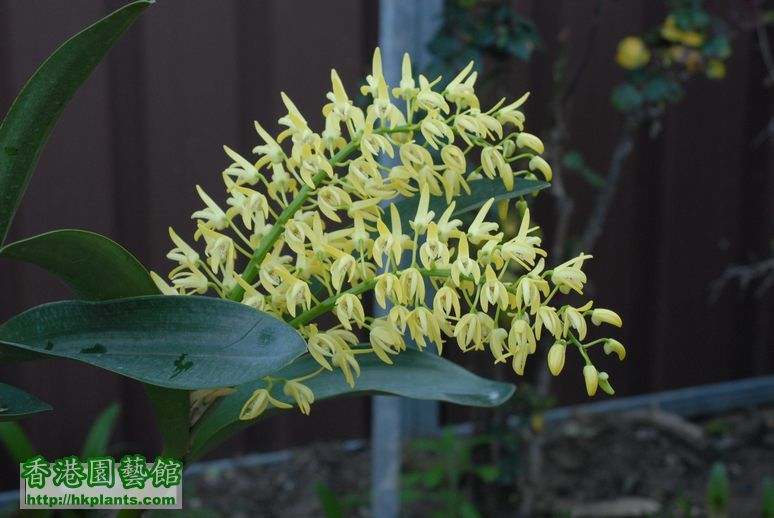 Thelychiton speciosus flowering 02.09.07 004.jpg