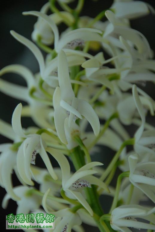 Thelychiton speciosus flowering 02.09.07 020.jpg