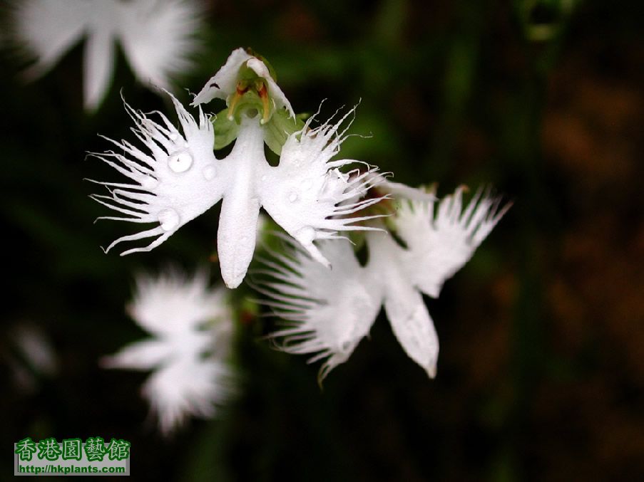 Habenaria radiata.jpg