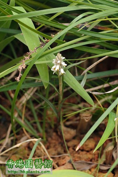 Zeuxine strateumatica (L.) Schltr.