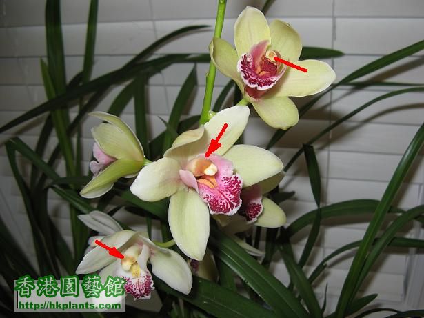 Cymbidium2.JPG