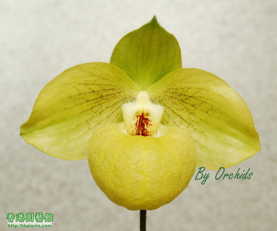 Paph. malipoense x Paph. armeniacum