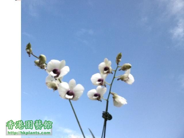 白紫色蘭花.jpg