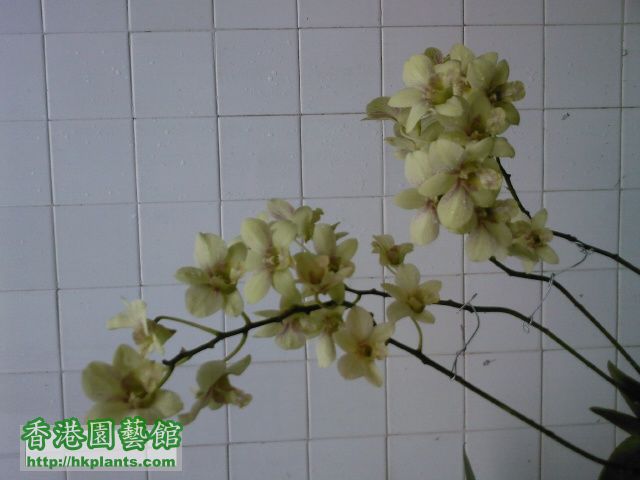 綠色蘭花.jpg