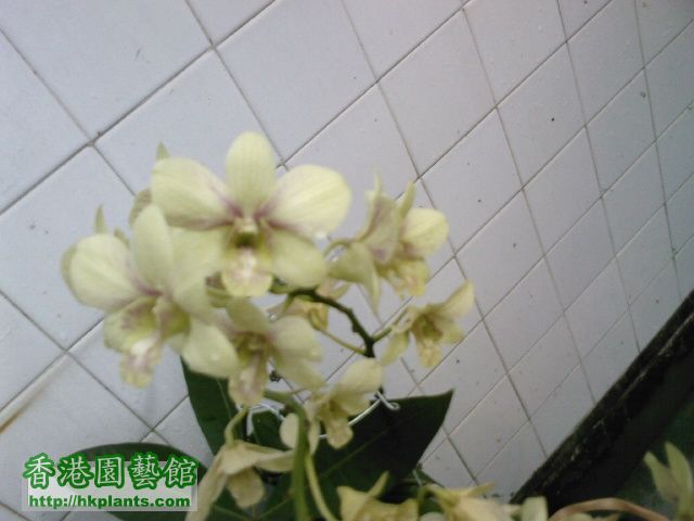 綠色蘭花1.jpg