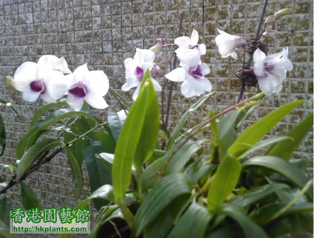 白紫色蘭花1.jpg