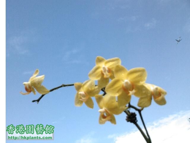 黃色蘭花.jpg