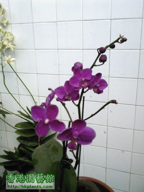 紫色蘭花.jpg