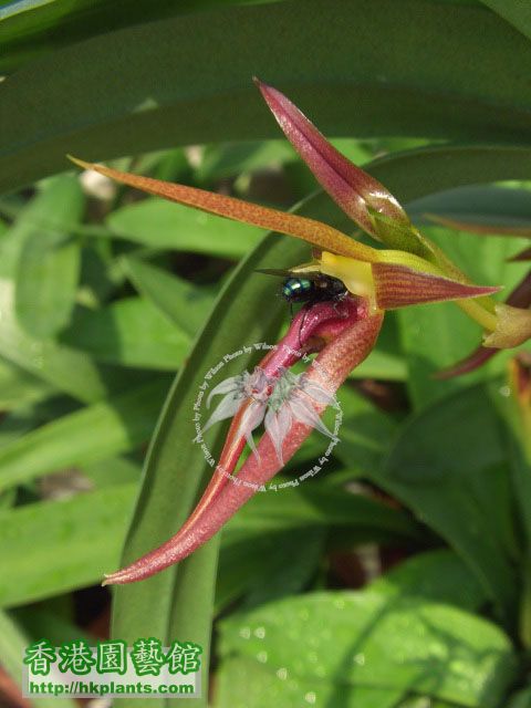 Bulb. nymphopolitanum " Wilson's Ruby "