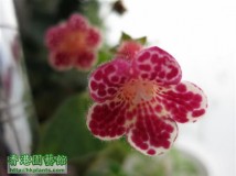 Kohleria 'Lucky Lucifer'