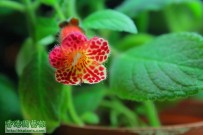 Kohleria 'Lucky Lucifer'