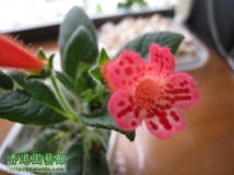 Kohleria Napolean V