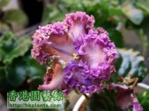 My African Violets - Starico (280)