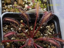 Capensis Red Form