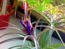 Tillandsia ‘Heather’s Blush’