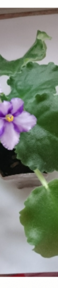 Violet2012 一盆花三種色