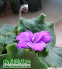 Violet2012-紫色大蝴蝶