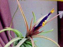 Tillandsia ‘Humbug’ (ionantha x paucifolia)