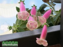 Kohleria 'HCY's Jardin De Monet'HCY的莫內花園