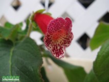 Kohleria 'Lucky Lucifer' 開花