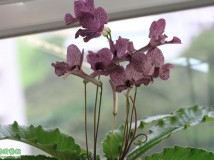 Streptocarpus Hototogisu