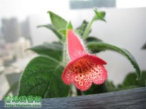 Kohleria  Manchu