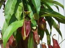 Nepenthes x'Cocciana'