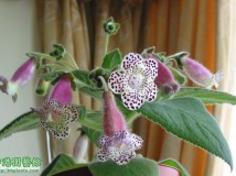 Kohleria Hcy's Venus