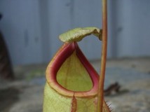 Nepenthes 'Viking'