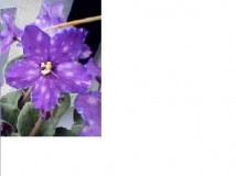 Ness' Bluerberry紫藍花配粉紅噴點