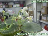 拍．賞~012~Senk's Vespa Verde
