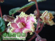 Pink with frilly edges 今天聖旦日早上開花了